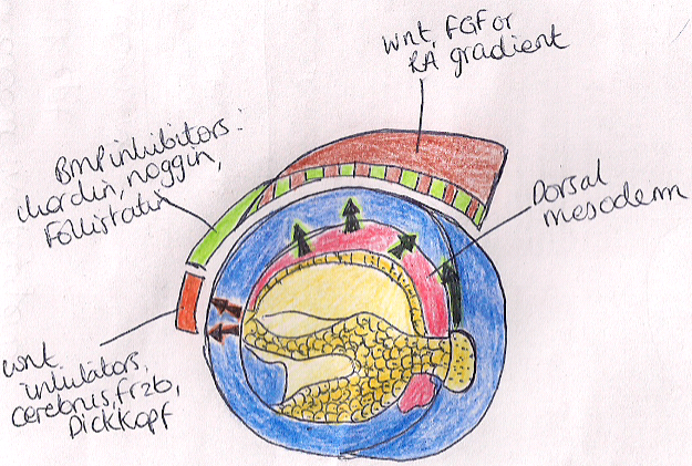 Morphogens involved in patterning the Anterior- posterior axis of the embryo