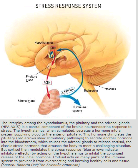 Function :: The Hypothalamus